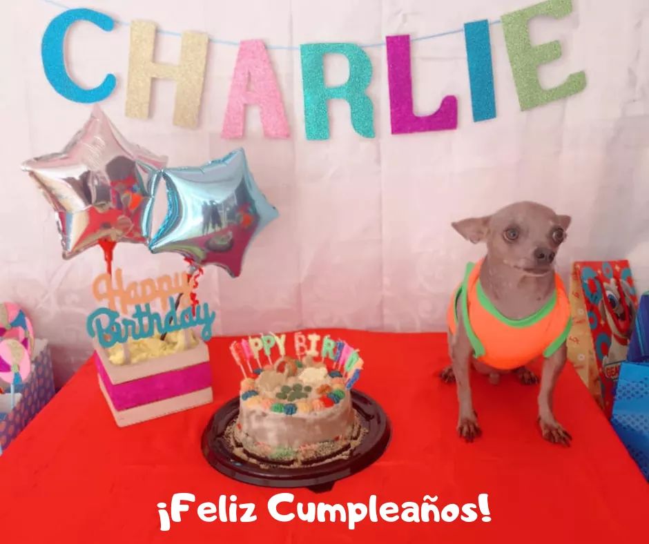 Charlie, un chihuahua celebró seis años con una gran fiesta en la alberca (Foto/CORTESÍA)