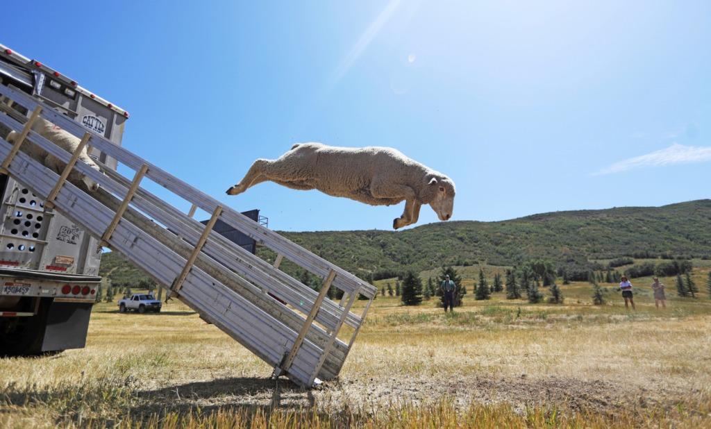 EU. Ovejas saltan de un camión previo al torneo de pastoreo en el que participan más de 43 perros de varios países en Midway, Utah. (AP)