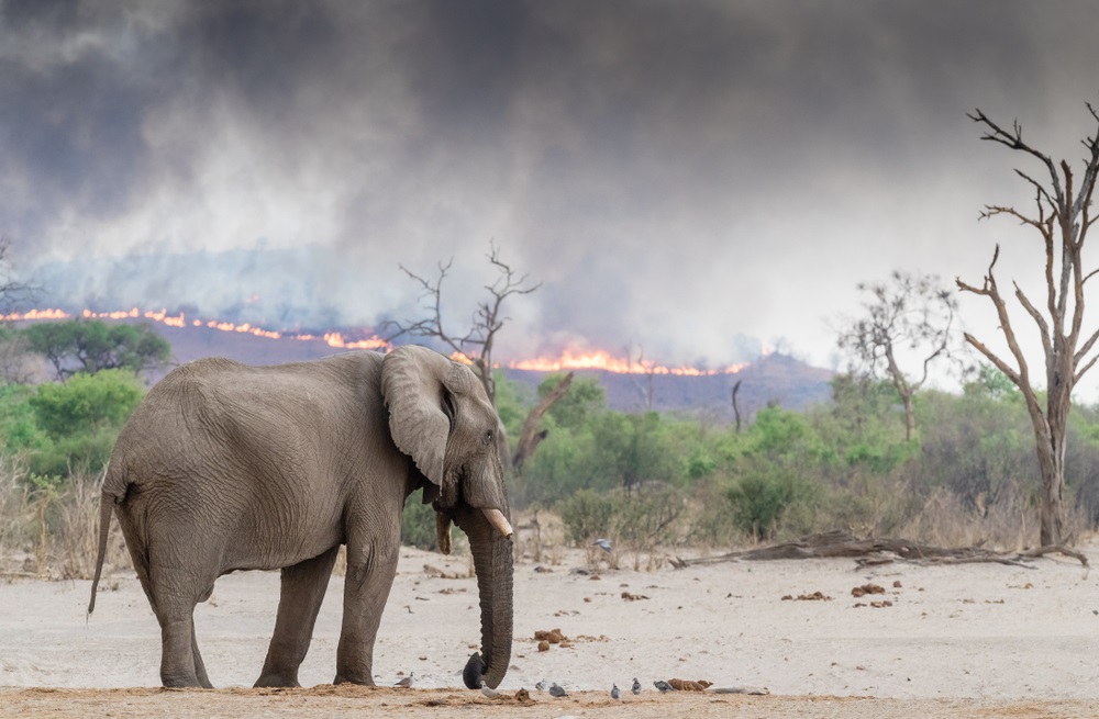 Hay más incendios en África que en el Amazonas (Shutterstock).