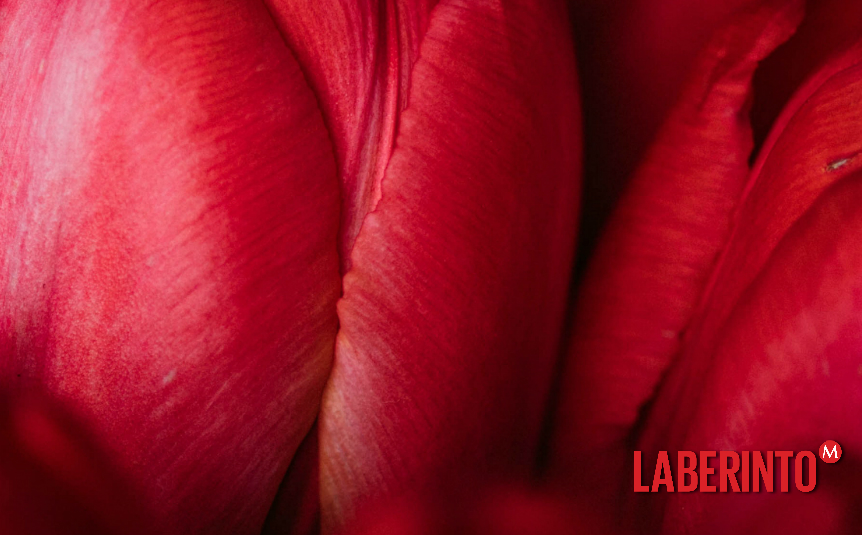 Acercamiento a un ramo de tulipanes. (Foto: Valeria Boltneva)