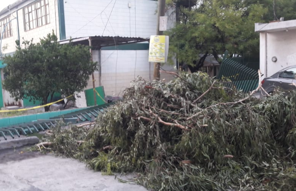El árbol también cayó sobre una camioneta que se encontraba afuera del plantel. (Foto: Especial)