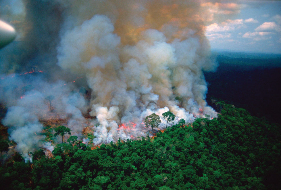 Más de 40,000 especies de plantas, 1,300 de aves y 426 de mamiferos están amenazadas por los incendios en la selva Amazonas (EFE).