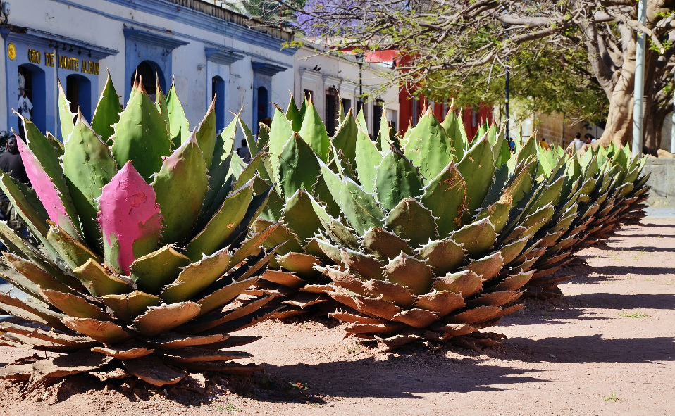 Oaxaca ofrece gastronomía, arte y cultura (Cortesía)
