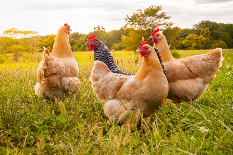 Unos veganos quieren evitar los abusos hacia las gallinas. (Shutterstock)