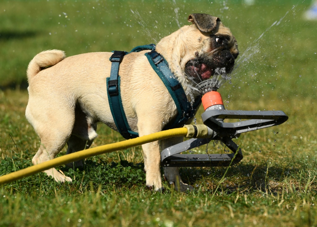 Alemania- Un pug bebe agua de un rociador durante la reunión anual de pugs en Berlín. REUTERS