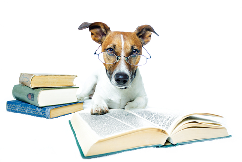 Una investigación revela cómo los humanos han moldeado el cerebro de los perros  (Shutterstock)