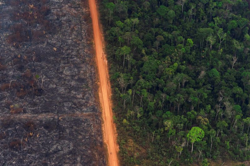 Gracias a su ubicación remota, están fuera de las zonas afectadas por los incendios, según expertos. (AP)