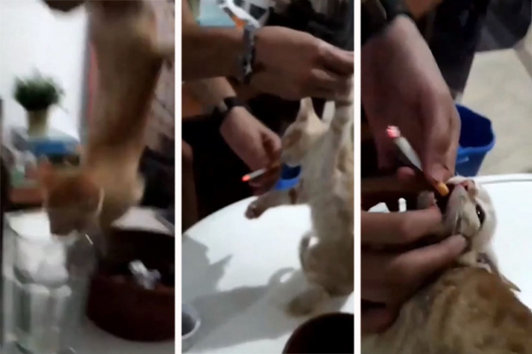 El video muestra a unos jóvenes maltratando a un gato. (El Mundo MX)