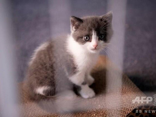 China logra clonar a su primer gato (AFP)