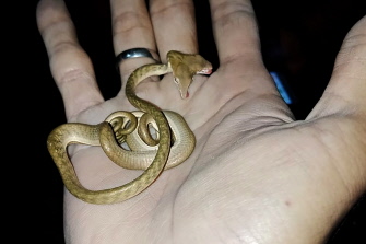 Encuentran a serpiente con dos cabezas en Bali. (AFP)