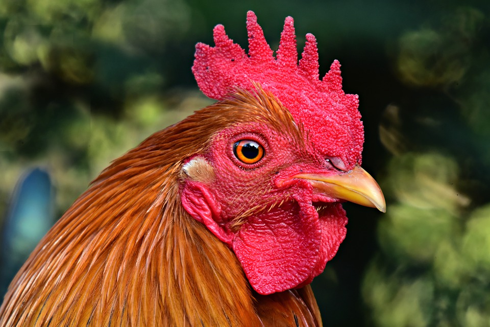 Un gallo picoteó a mujer en una vena varicosa y murió. (Especial)