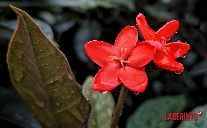 ¿Acaso será ésta una ofendiéndola que florece acaso en un jardín? (Foto: Nikhil Zende)