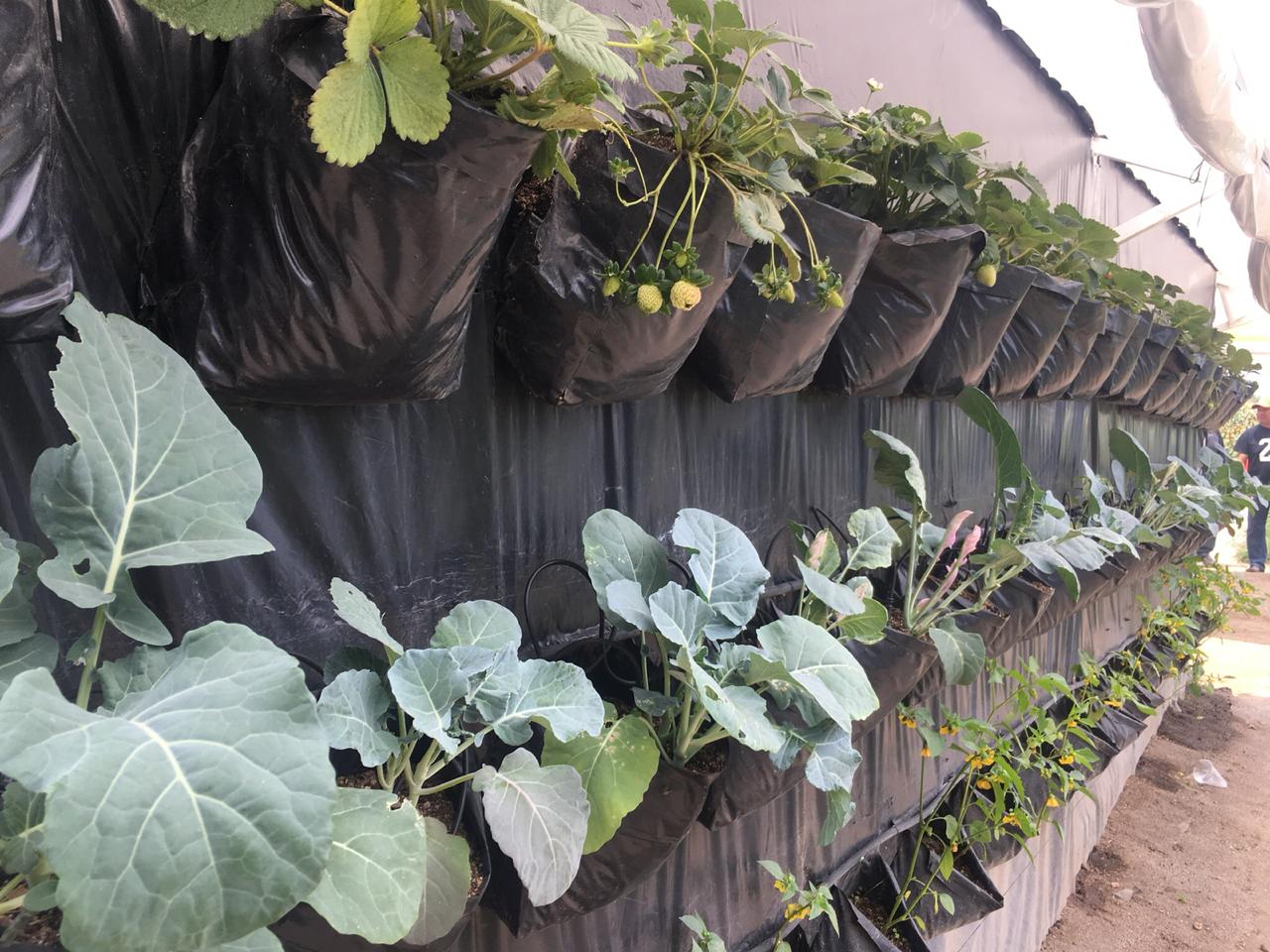 Este tipo de estructuras pueden ser utilizadas tanto en el ámbito rural como en el urbano. (Monserrat Mata)
