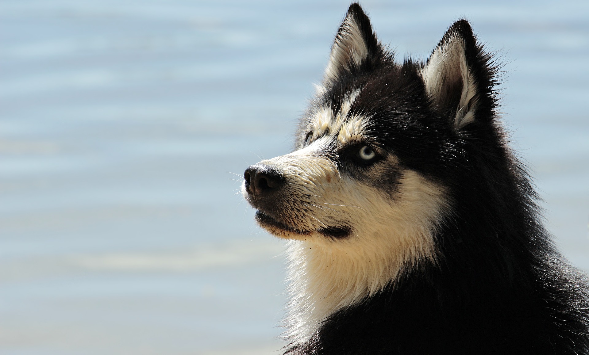 Decenas de perros murieron por una misteriosa enfermedad. /Archivo