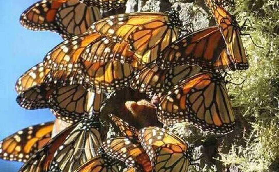 La mariposa Monarca es una especie de suma importancia para la biodiversidad (@Homerogomez_g)