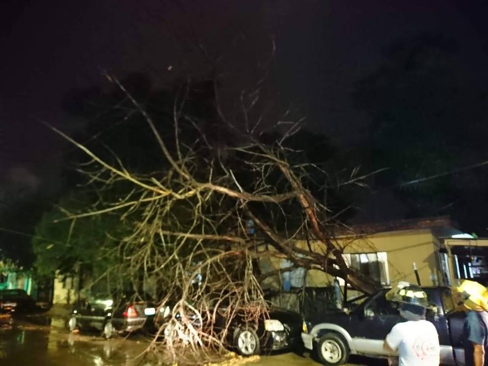 Árbol cae sobre camioneta tras la tormenta suscita el martes por la noche (Foto/CORTESÍA)