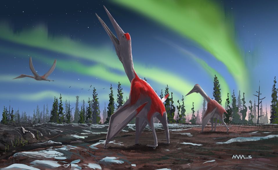 Encuentran en Canadá al animal volador más grande de la prehistoria (AFP).
