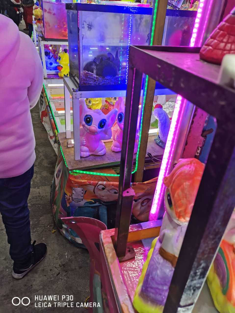 Animalistas toman evidencia de la exhibición de conejos en una pecera, son utilizados como premios en los juegos de feria. (Cortesía)