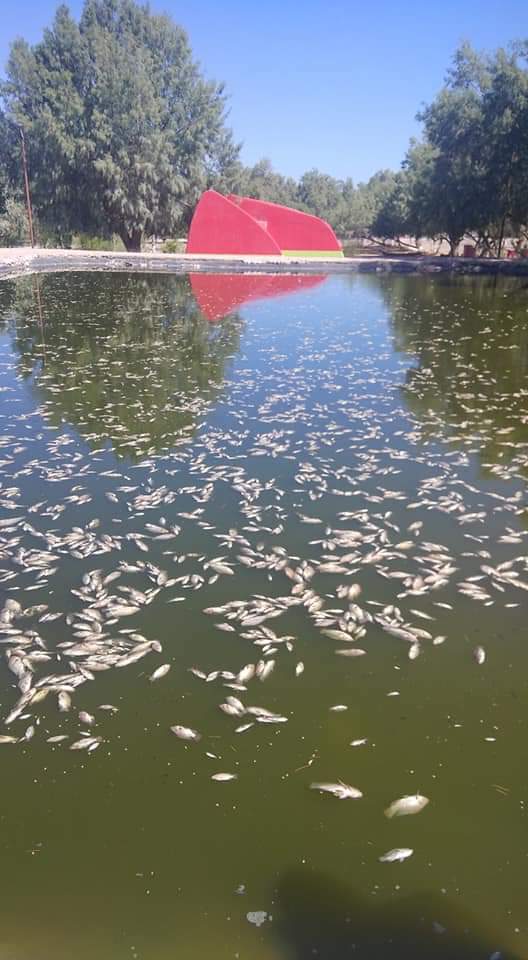 En el agua se pudo notar una sustancia aceitosa y blanca alrededor, por lo que se presume fue para envenenar a los peces. (Especial)