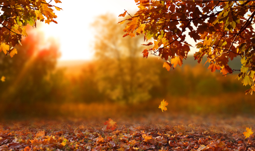 Arce, el árbol de las hojas de otoño (Shutterstock)
