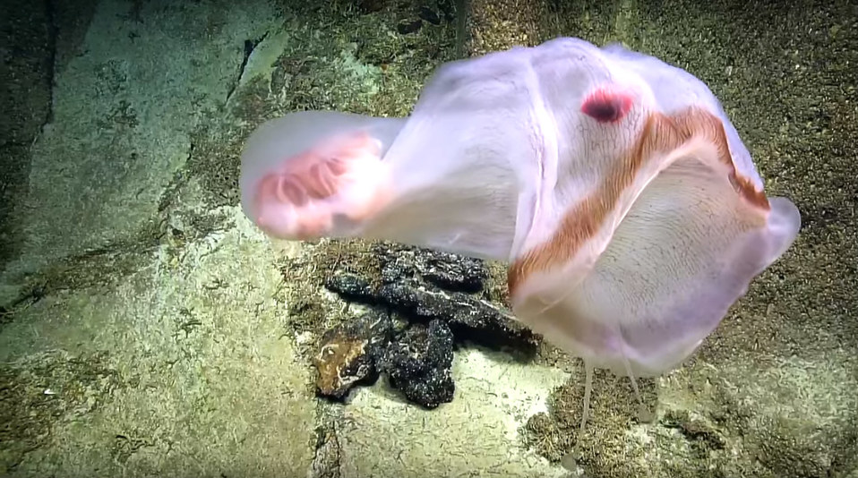 La Deepstaria es una de las especies más raras de las medusas (Especial).