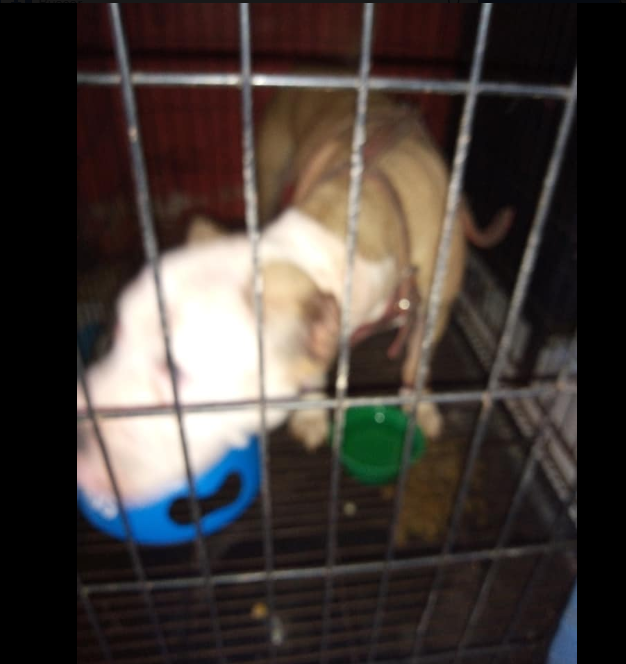 La perrita pitbull está a salvo. (Facebook: Corazones Callejeros)