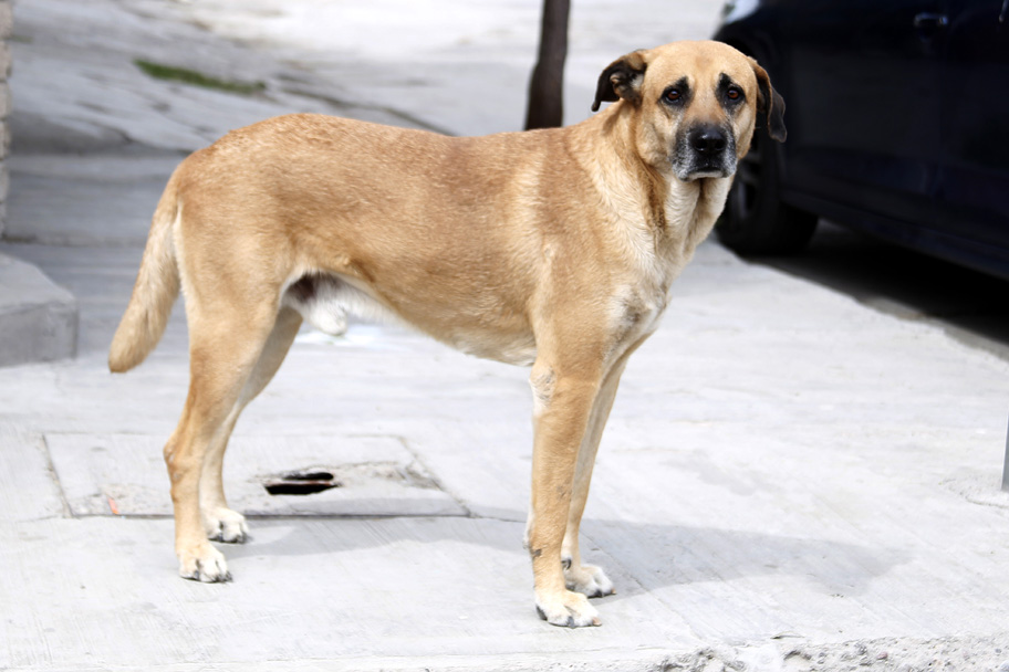 La mascota presuntamente pertenece a un vecino de la colonia. (Archivo)