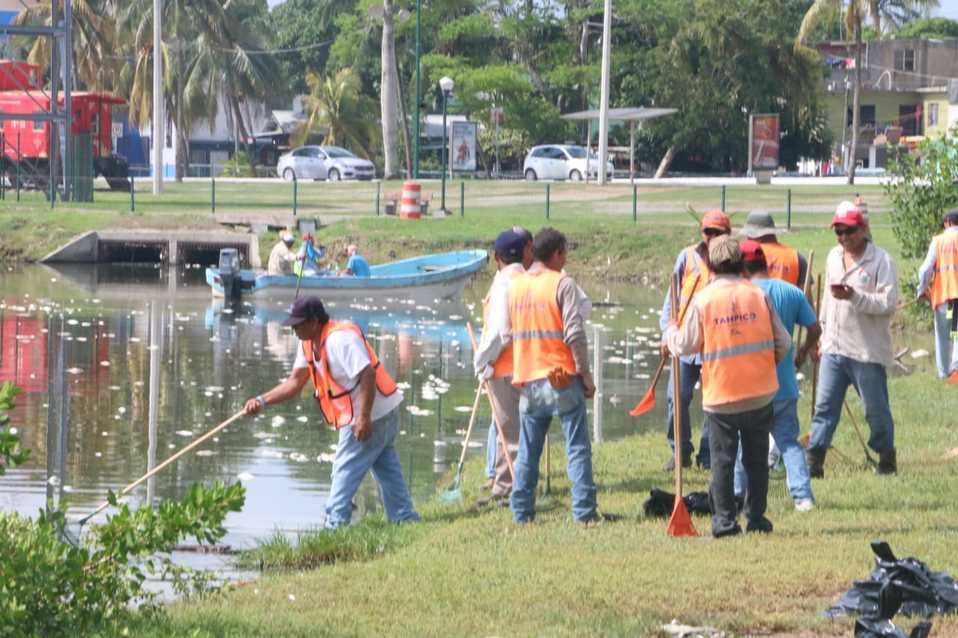 Mortandad de peces (Foto/José Luis Tapia)