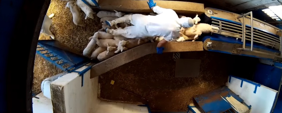 La ONG Equalia ha mostrado en un video los maltratos que sufren los animales. /Equalia