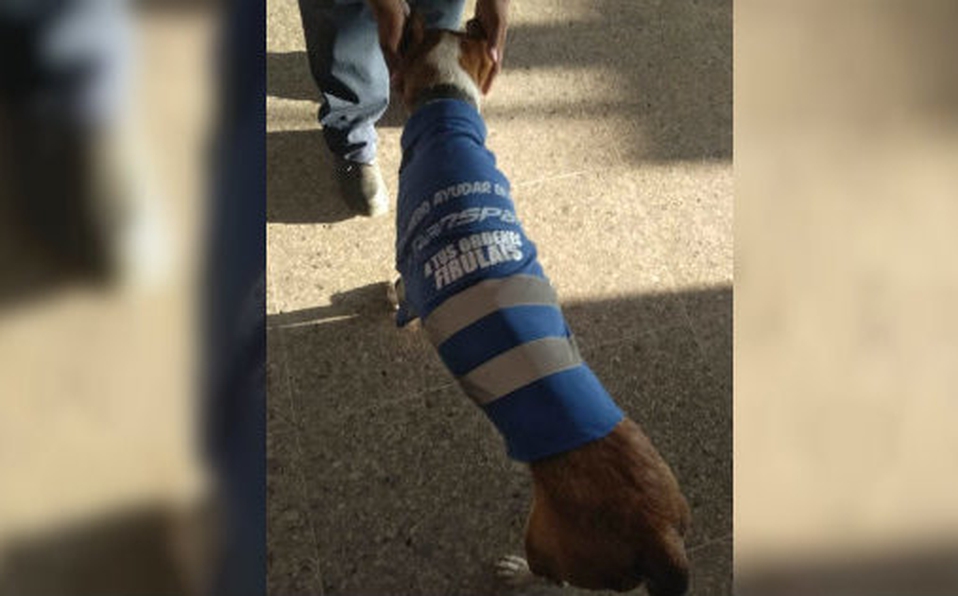 Firulais mienmbro de seguridad en empresa de transportes en Ciudad Mante
