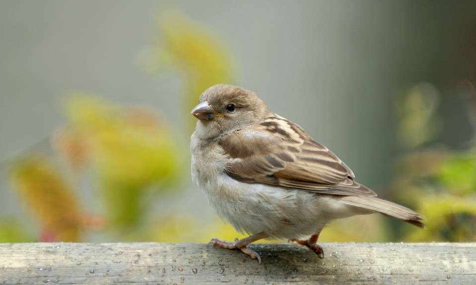 Las aves de jardín, como el gorrión, también están desapareciendo (Shutterstock).
