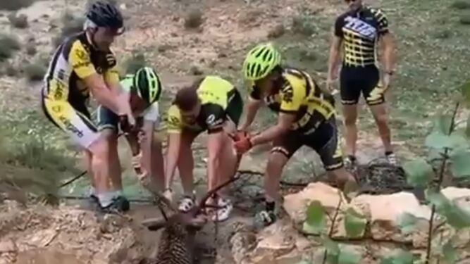 Ciclistas salvan a un ciervos. (Captura de pantalla)
