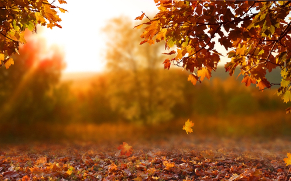 Arce, el árbol de las hojas de otoño (Shutterstock)