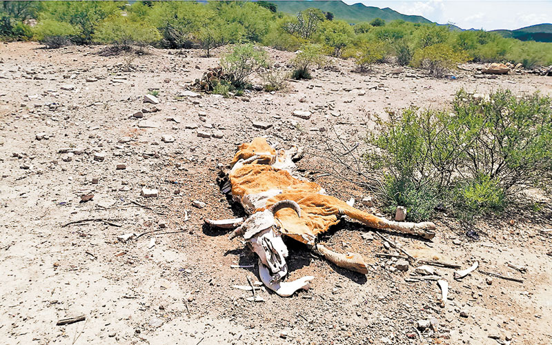 Cabeza de ganado que murió en San Pedro del Gallo. (Especial)