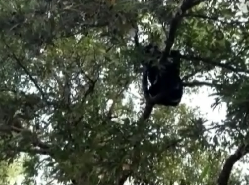 El oso macho tiene apenas un año de edad; su madre no pudo ser encontrada. Foto: Especial.