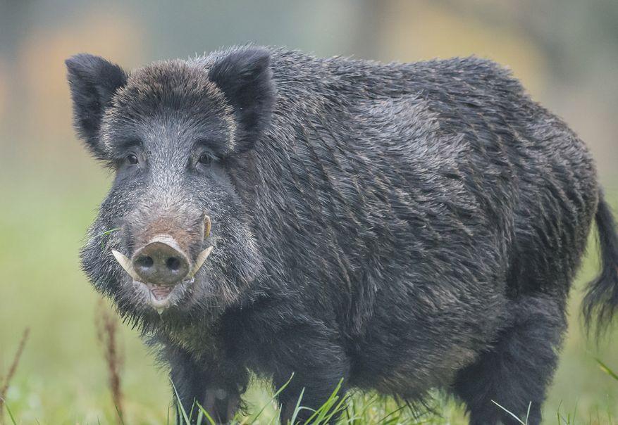 El hombre confundió a su padre con un jabalí. (Shutterstock).