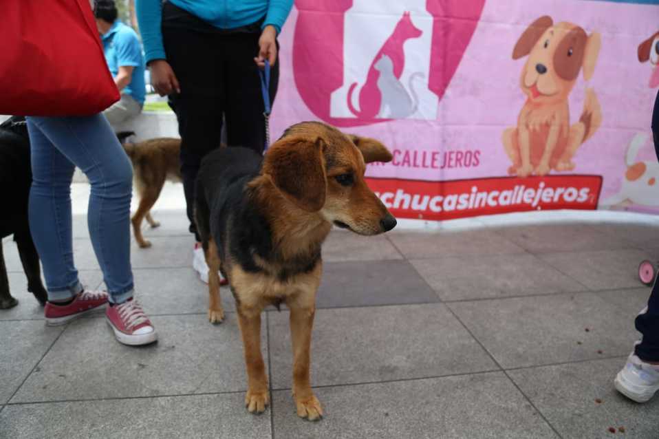 Perros rehabilitados por diversas organizaciones y activistas se dieron cita en El Reloj de Pachuca. (Jorge Sánchez)