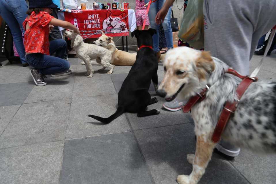 Perros rehabilitados por diversas organizaciones y activistas se dieron cita en El Reloj de Pachuca. (Jorge Sánchez)