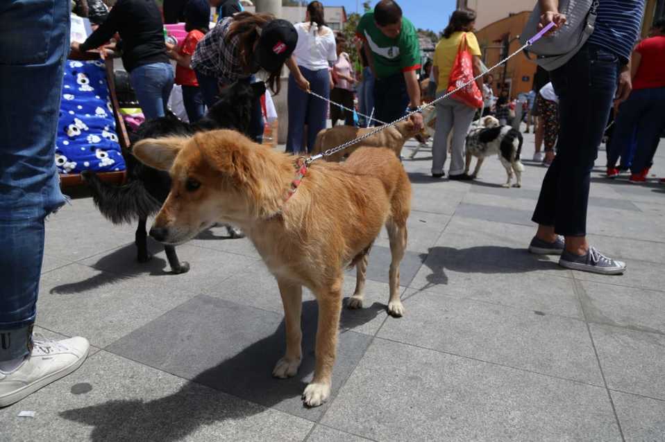Perros rehabilitados por diversas organizaciones y activistas se dieron cita en El Reloj de Pachuca. (Jorge Sánchez)