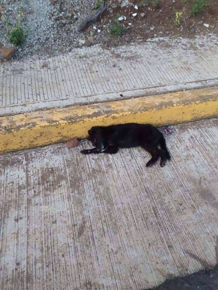La mayoría de los animales fueron hallados afuera de su domicilio. (Isabel Zamudio)