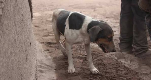 Perros y gatos han aparecido muertos por presunto envenenamiento en la colonia Roma, en Monterrey. (Foto: Archivo)