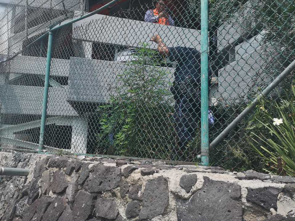 La planta mide aproximadamente 2 metro con 30 centímetros de altura./ Especial