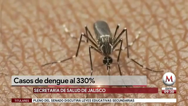 Se disparan 330% casos de dengue en Jalisco