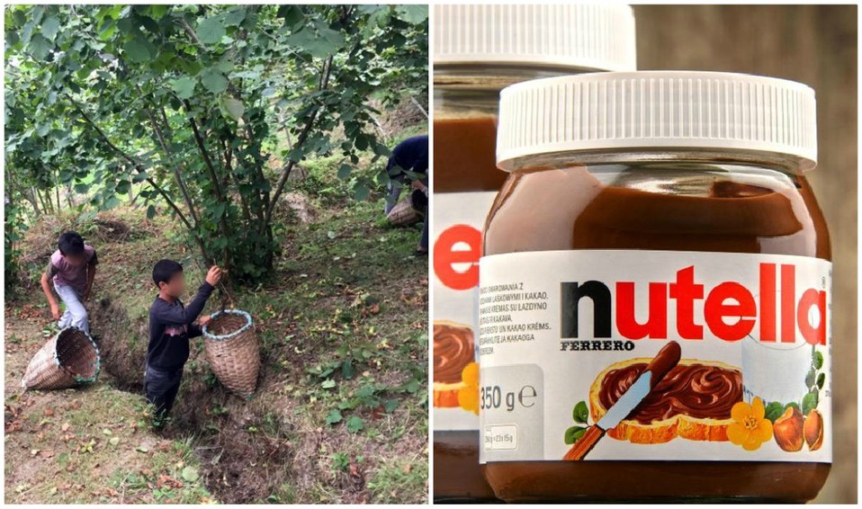 Se documentó trabajo infantil en cosechas de avellana en Turquía, cuyo principal cliente es empresa que crea la Nutella (BBC).