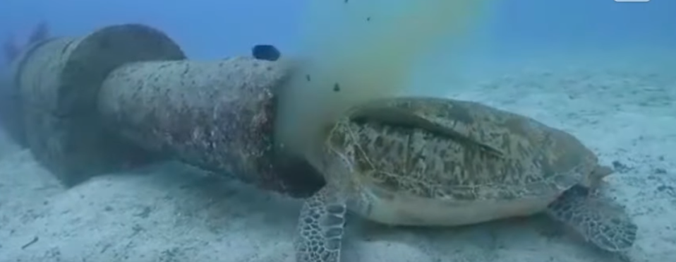 La tortuga comía directamente de una tubería (Especial).