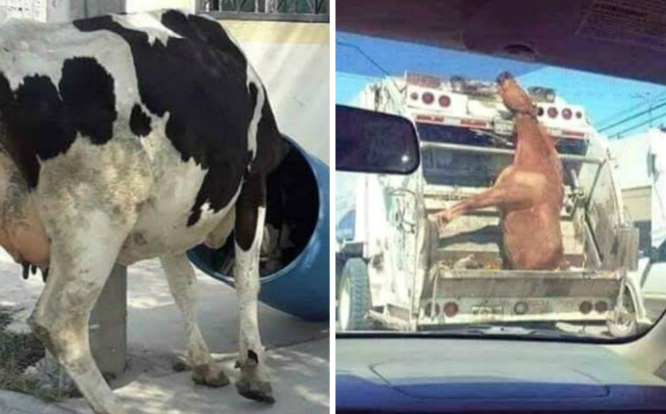 Vacas y caballos, un problema en Altamira (Foto/CORTESÍA)