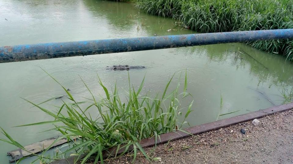 Avistamiento de cocodrilo en Ciudad Madero.
