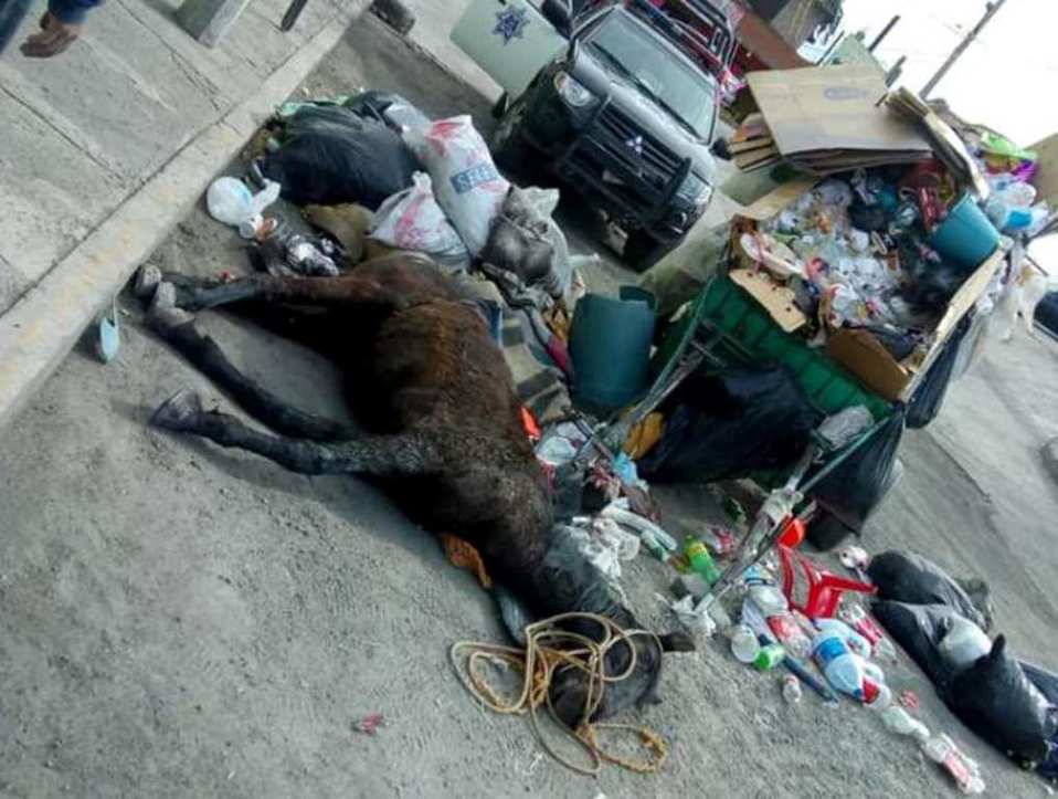 Encuentran caballos muertos. (Cortesía)