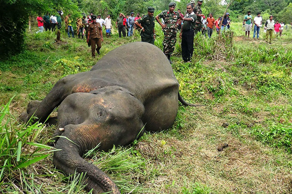 Elefantes de Sri Lanka. (AFP)