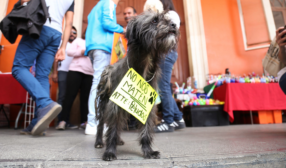 Perrito en una manifestación que pedía el alto a los casos de envenenamiento en Real del Monte. (Jorge Sánchez)
